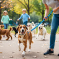 Understanding Distraction Training for Dogs
