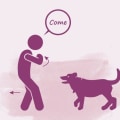Mastering the Come Command for Your Dog