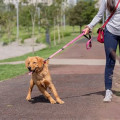 Effective Strategies for Managing Dog Pulling on Leash