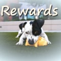 Selecting the Ideal Rewards for Dog Training Success