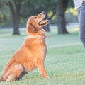 Exploring the Advantages of Positive Reinforcement in Dog Training