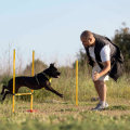 Understanding Traditional Training Methods for Dogs
