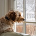 Understanding and Addressing Separation Anxiety in Dogs