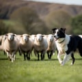 Understanding the Instincts That Drive Our Dogs