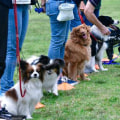 Exploring Local Dog Training Clubs and Organizations