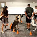 Group Classes vs Private Sessions: Finding the Right Fit for Your Dog's Training