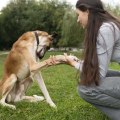 Understanding Canine Communication: A Key to Effective Dog Training