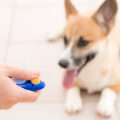Understanding Clicker Training for Dogs
