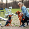 Understanding the Trainer's Role in Service Dog Education
