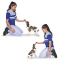 Teaching 'Down' to Your Puppy