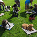 Building Connections: Meeting New People Through Dog Training