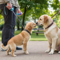 Successfully Introducing Your Dog to Other Dogs