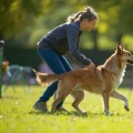Effective Techniques for Training Your Dog: Expert Insights and Resources