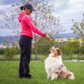 Understanding Short-term and Long-term Goals in Dog Training