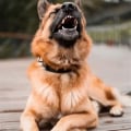Understanding and Managing Barking Problems in Dogs