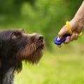 Using Treats Effectively in Dog Training