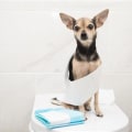Essential Tips for Successful Dog Potty Training