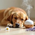 Effective Calming Products for Dogs to Alleviate Anxiety