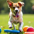 Incorporating Play into Training for Dogs