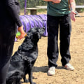 Understanding Trial Sessions with Dog Trainers