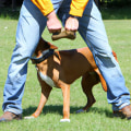 Understanding Counter-Conditioning Methods for Dog Training