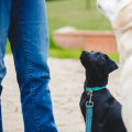 Understanding Medical Alert Dogs and Their Training Needs