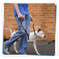 Mastering Off-Leash Training for Your Dog