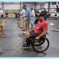 Understanding Certification Processes for Service Dogs