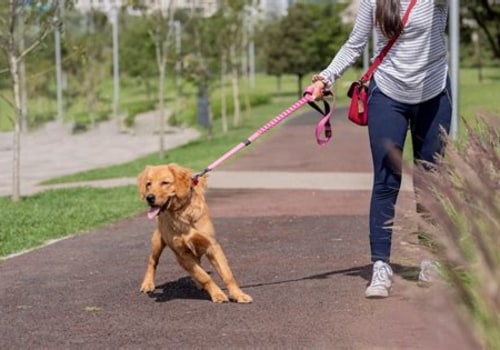 Effective Strategies for Managing Dog Pulling on Leash