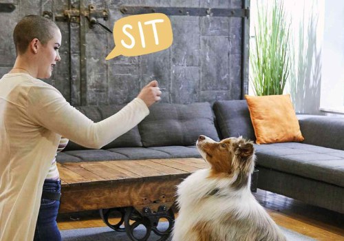Effective Techniques for Teaching 'Sit' to Your Puppy