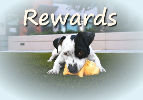 Selecting the Ideal Rewards for Dog Training Success