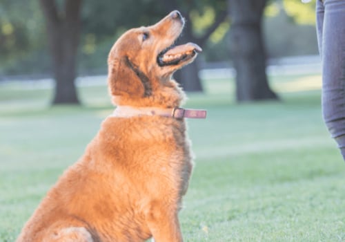 Exploring the Advantages of Positive Reinforcement in Dog Training