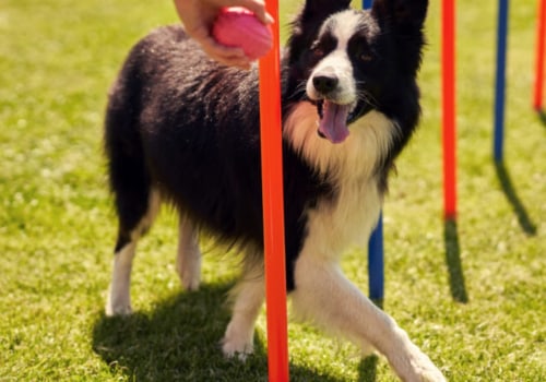 Understanding the Role of Timing and Consistency in Dog Training Rewards