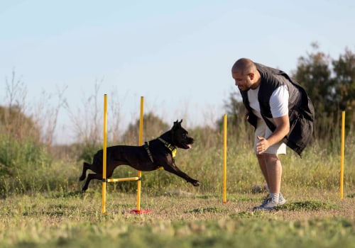 Understanding Traditional Training Methods for Dogs