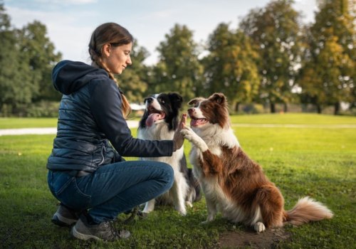 Expert Recommended Dog Training Books for Every Dog Owner