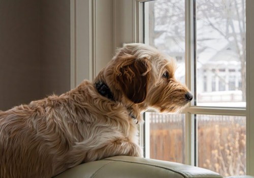 Understanding and Addressing Separation Anxiety in Dogs