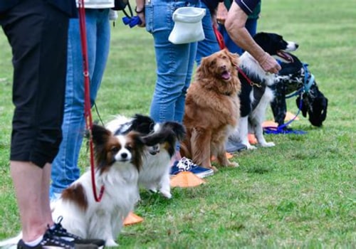 Exploring Local Dog Training Clubs and Organizations