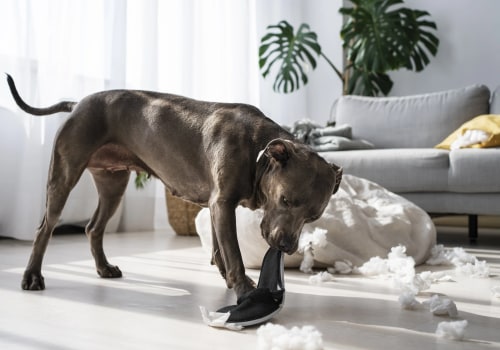 Understanding Chewing and Destructive Behavior in Dogs