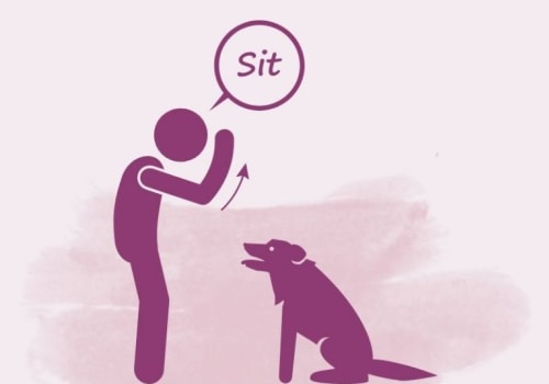 Essential Questions to Consider When Choosing a Dog Trainer