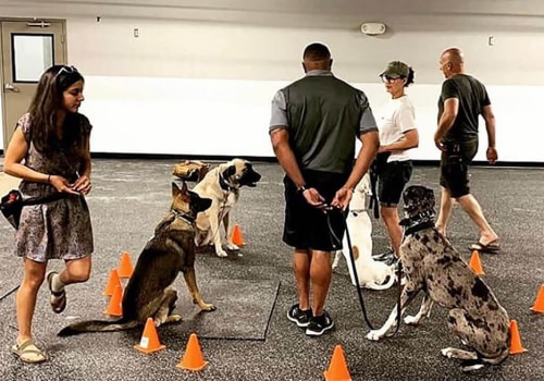 Group Classes vs Private Sessions: Finding the Right Fit for Your Dog's Training