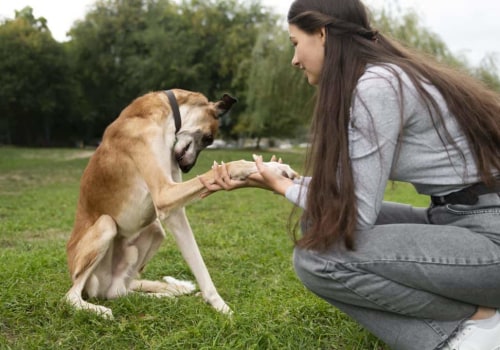 Understanding Canine Communication: A Key to Effective Dog Training