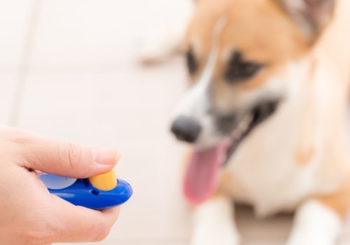 Understanding Clicker Training for Dogs