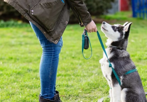 Identifying Warning Signs When Selecting a Dog Trainer