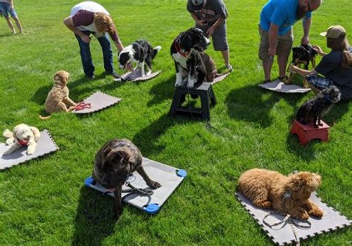 Building Connections: Meeting New People Through Dog Training