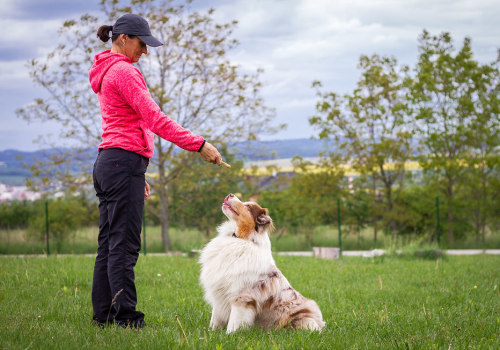 Understanding Short-term and Long-term Goals in Dog Training