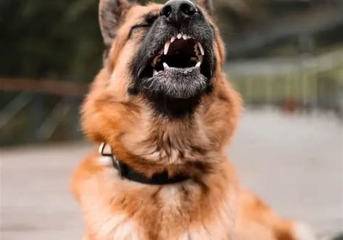 Understanding and Managing Barking Problems in Dogs