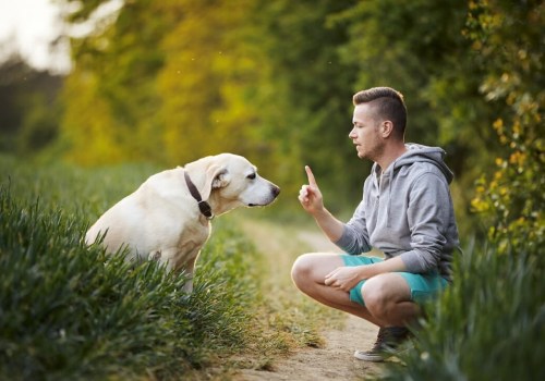 Effective Techniques for Teaching 'Leave It' to Puppies