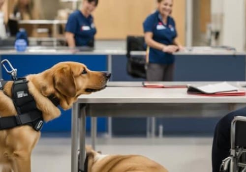 Understanding Public Access Training for Service Dogs