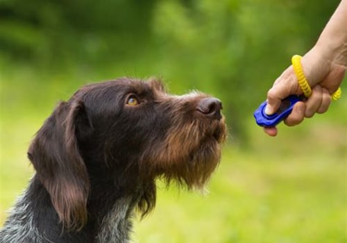 Using Treats Effectively in Dog Training