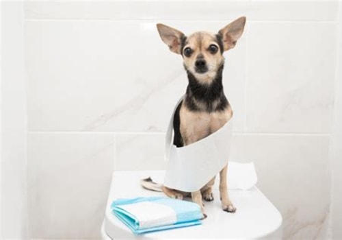 Essential Tips for Successful Dog Potty Training